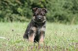 BERGER ALLEMAND 1196